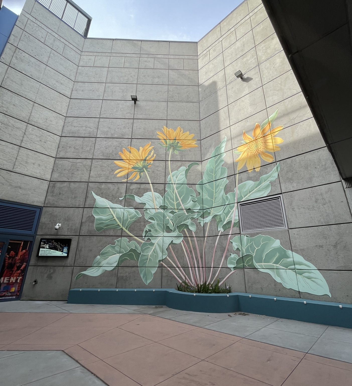 Gallery 2 - Balsamorhiza