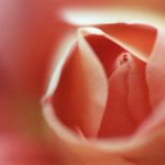 Gallery 2 - 