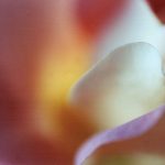 Gallery 1 - 