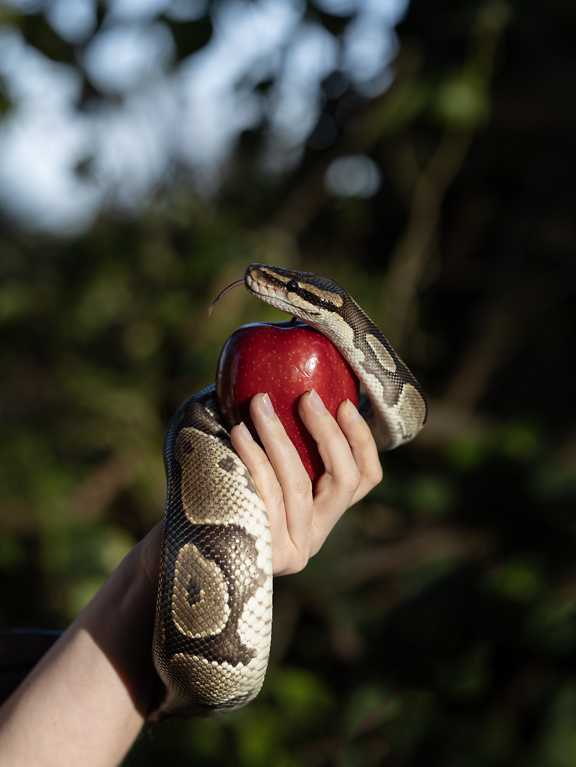Gallery 6 - A female hand holding a red apple and a snake twisted around her wrist looking toward where her face would be out of the frame.