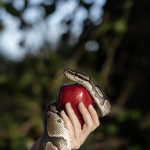 Gallery 6 - A female hand holding a red apple and a snake twisted around her wrist looking toward where her face would be out of the frame.