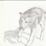 Gallery 8 - Black and white sketch of a dog walking facing forward.