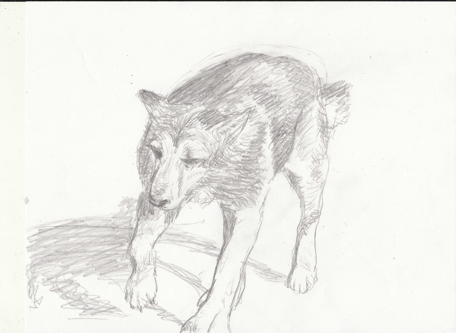 Gallery 8 - Black and white sketch of a dog walking facing forward.