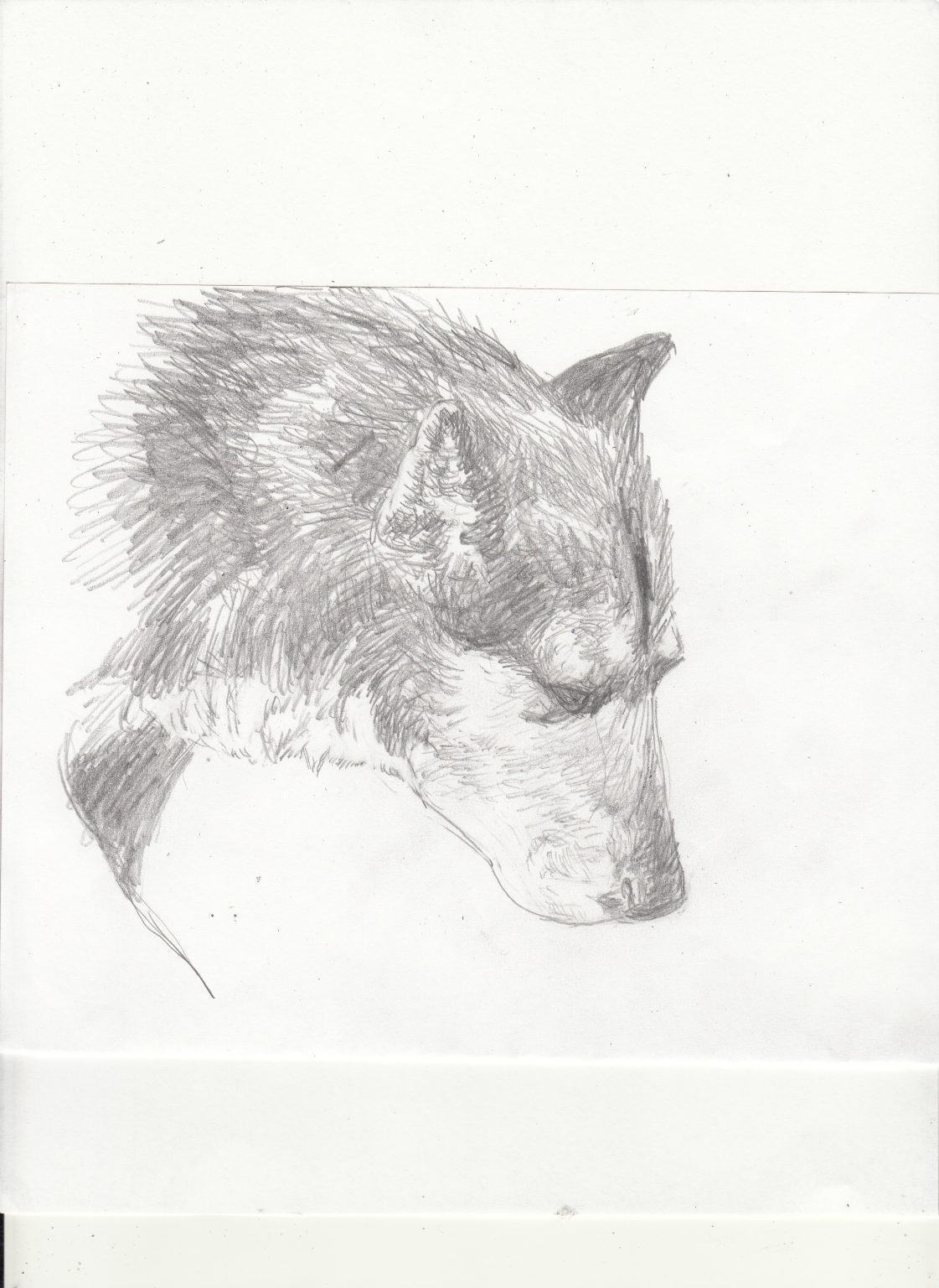 Gallery 9 - Black and white side facing portrait of a dog