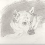 Gallery 10 - Black and white portrait of a dog