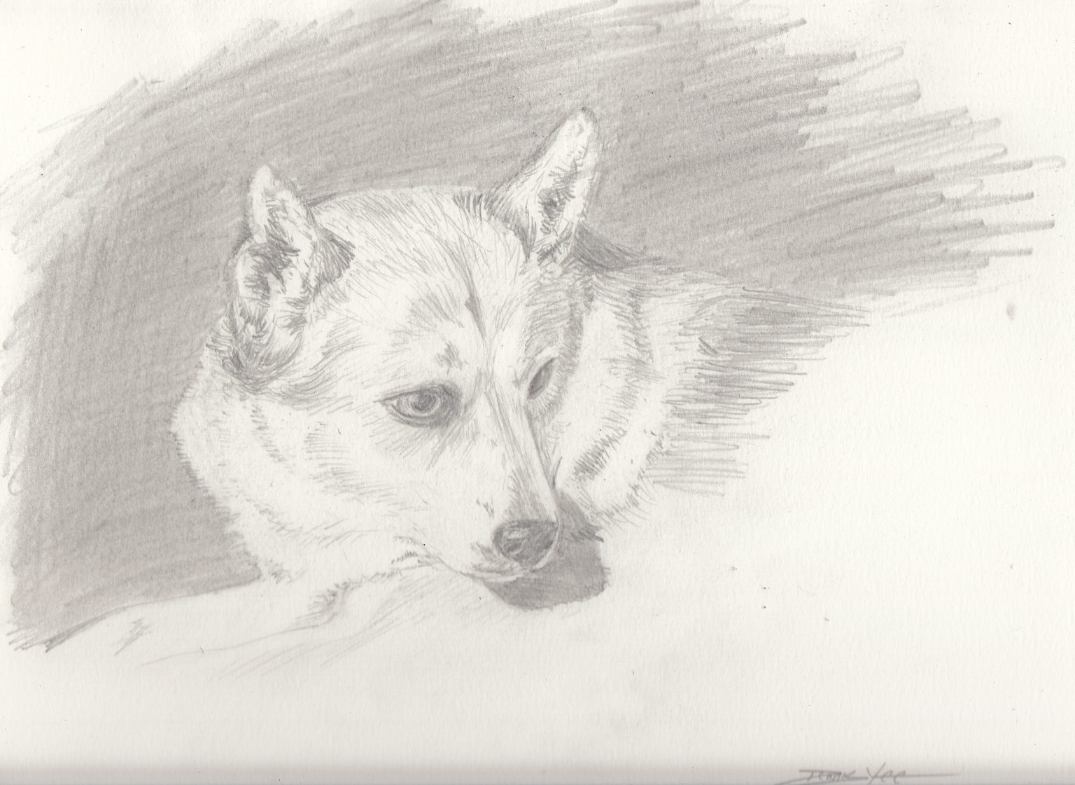 Gallery 10 - Black and white portrait of a dog