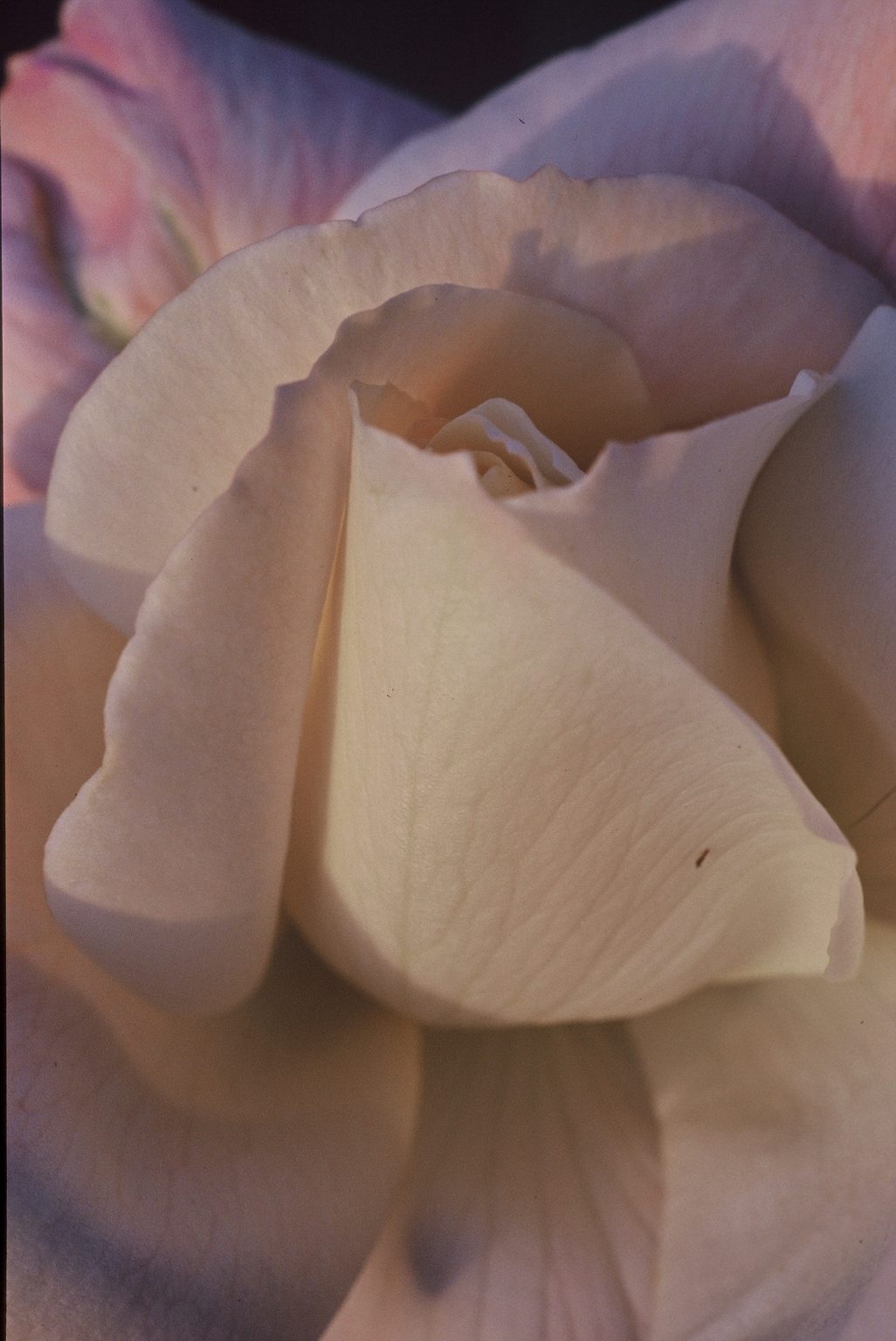 Gallery 2 - closeup macro shot of a white pedal flower with warm color light
