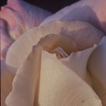 Gallery 2 - closeup macro shot of a white pedal flower with warm color light
