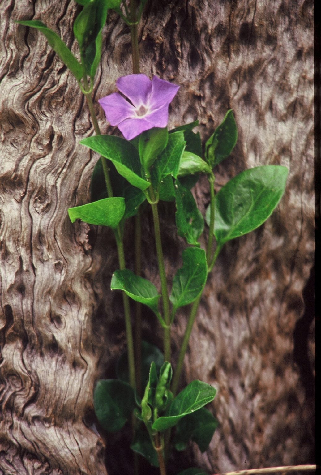 Gallery 5 - image of a purple flower leaning on a bark of a tree