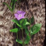 Gallery 5 - image of a purple flower leaning on a bark of a tree