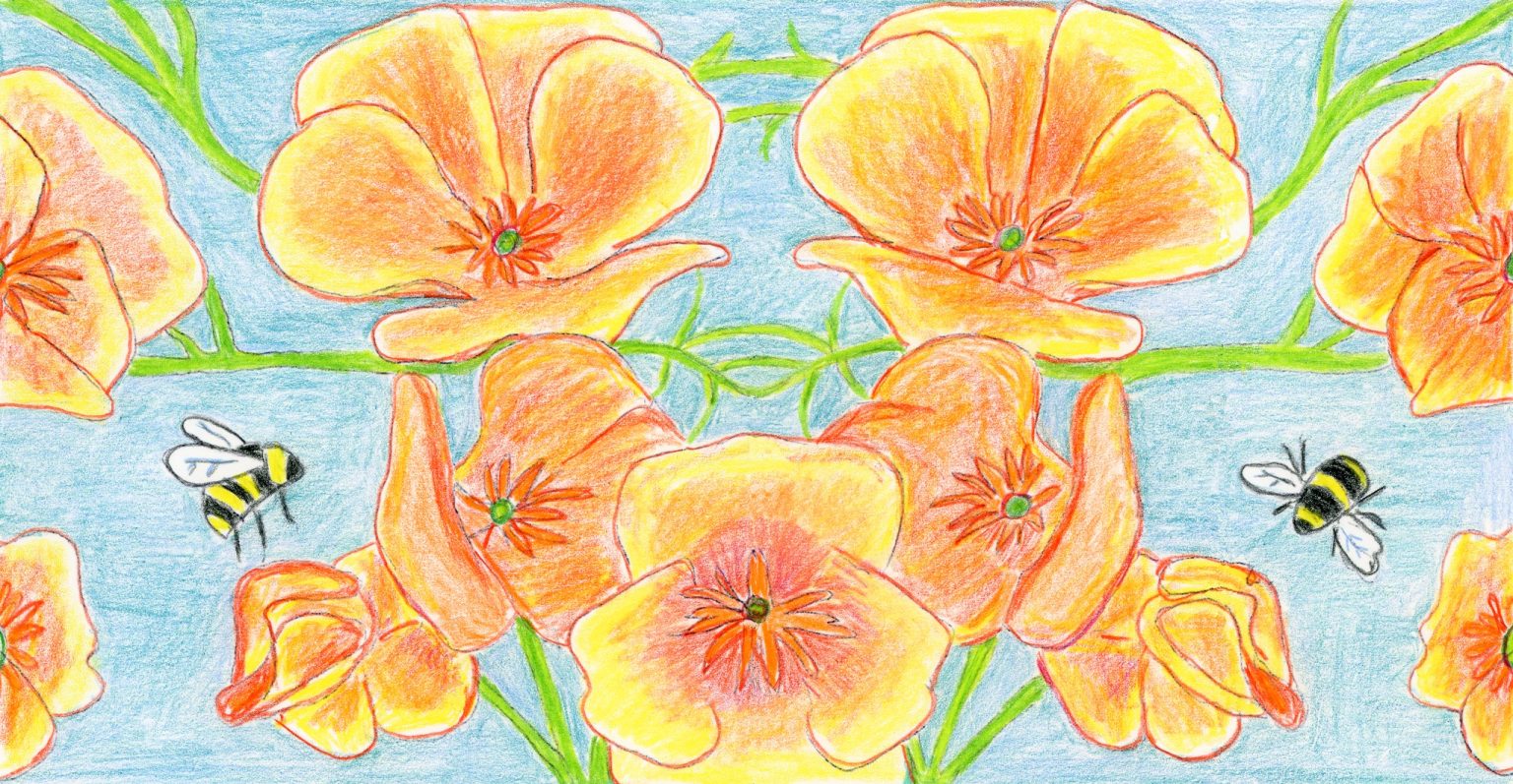 Gallery 9 - Painting of orange Poppies on blue background and bees flying about