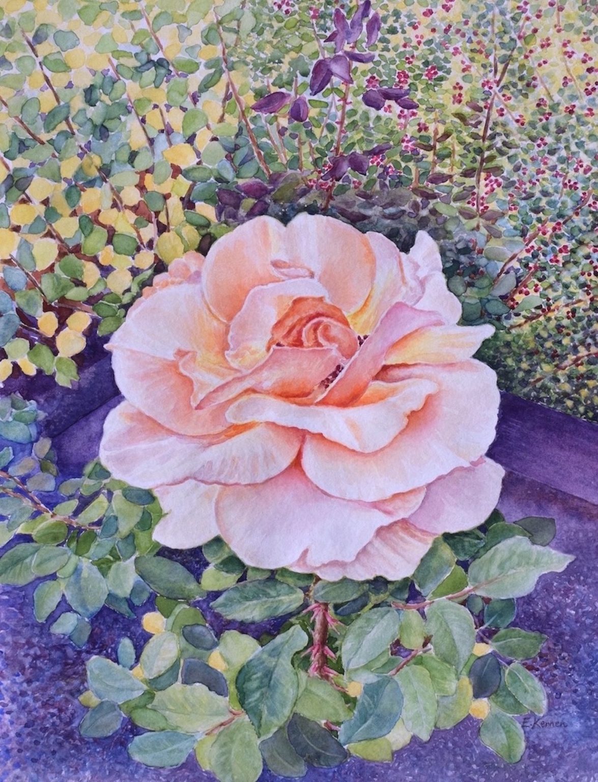 Gallery 5 - Watercolor painting of a peace rose in a garden. Petals of pink and peach. 