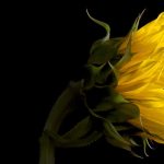 Gallery 5 - A profile view of a vibrant yellow sunflower against a solid black background. The focus is on the intricate details of the petals, which are layered and slightly ruffled, catching the light. The thick stem and the back of the green sepals are visible, curving slightly to the left.