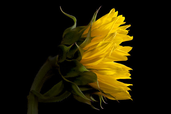 Gallery 5 - A profile view of a vibrant yellow sunflower against a solid black background. The focus is on the intricate details of the petals, which are layered and slightly ruffled, catching the light. The thick stem and the back of the green sepals are visible, curving slightly to the left.