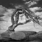 Gallery 9 - A black and white photo of a twisted, gnarled tree with bare branches. The tree grows from a large rock formation and its trunk curves sharply, reaching out to the right. The sky behind it is filled with large, textured clouds. The overall scene is a testament to the tree's resilience, appearing windswept and ancient.