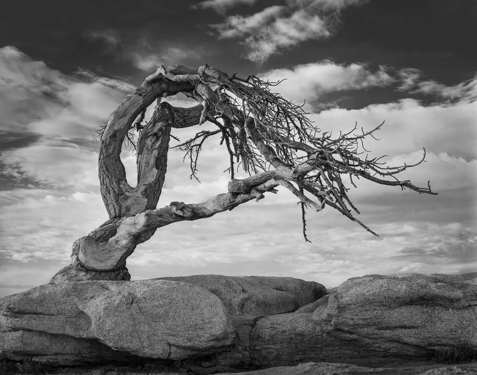 Gallery 9 - A black and white photo of a twisted, gnarled tree with bare branches. The tree grows from a large rock formation and its trunk curves sharply, reaching out to the right. The sky behind it is filled with large, textured clouds. The overall scene is a testament to the tree's resilience, appearing windswept and ancient.