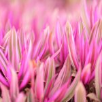 Gallery 4 - Picture of a vibrant pink leafy plant, taken on the island of Kauai in Hawaii.
