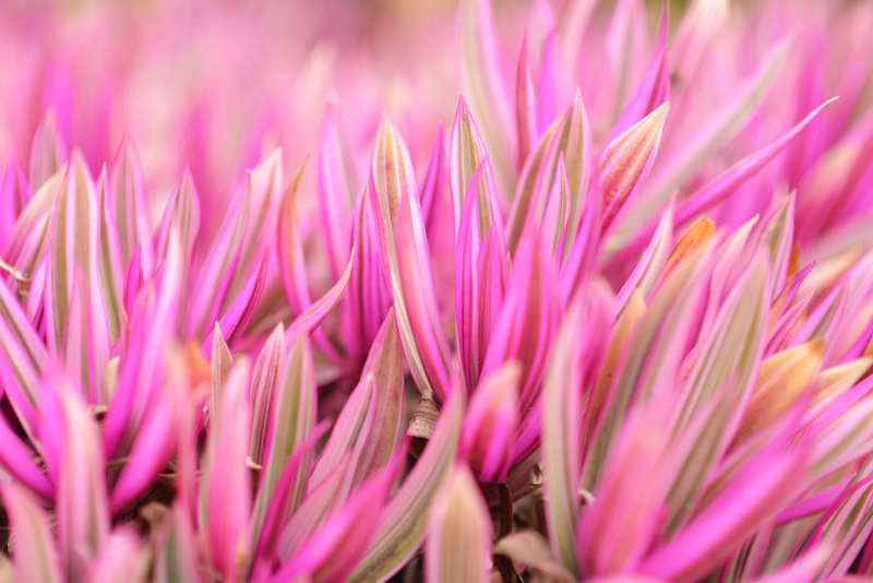 Gallery 4 - Picture of a vibrant pink leafy plant, taken on the island of Kauai in Hawaii.