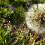 Gallery 5 - A photograph of a dandelion with dew drops
