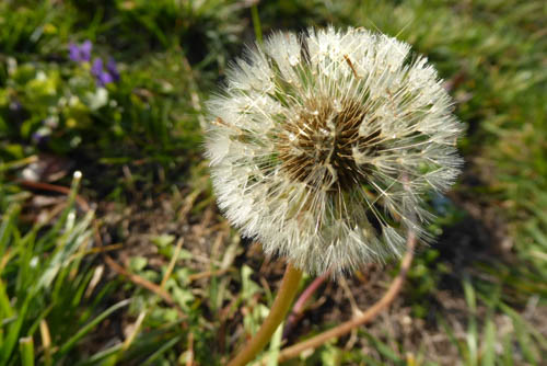 Gallery 5 - A photograph of a dandelion with dew drops