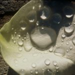 Gallery 9 - White rose petal after the rain