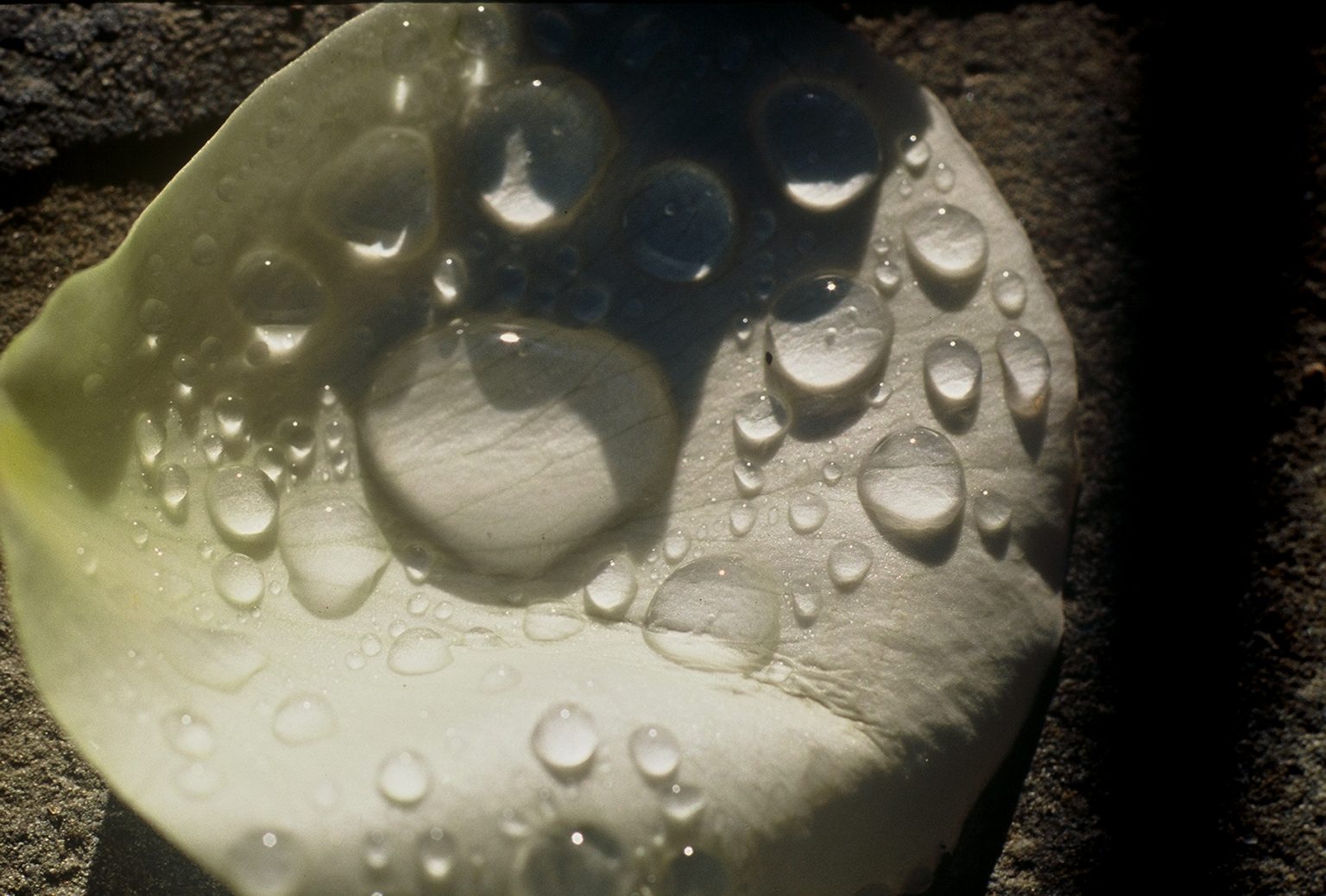 Gallery 9 - White rose petal after the rain