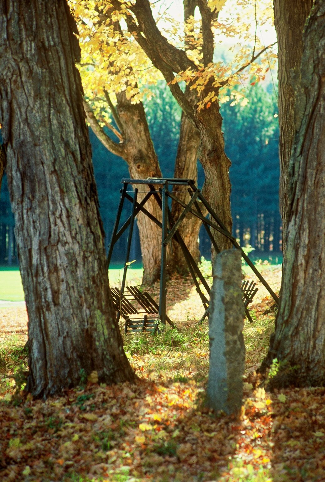 Gallery 10 - An old swing among the trees