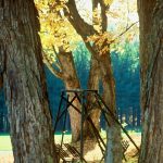 Gallery 10 - An old swing among the trees